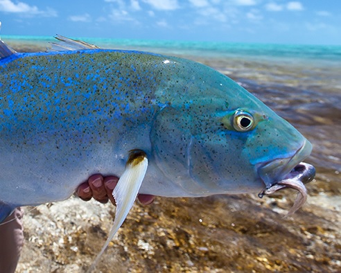 Bluefin trevally caught on a fly with Alphonse Fishing Company